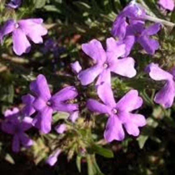 verbena
