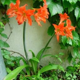 amarilis de campo